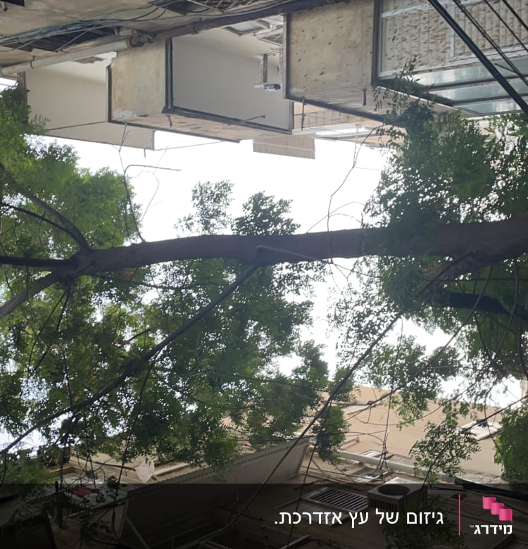 עץ עם ענפים גזומים ליד בניין